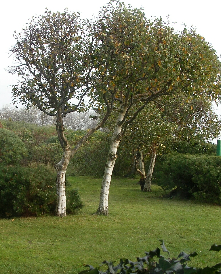 Birken in einem Garten ... tao heißt, einem Weg folgen ...
