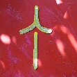 Ting Feuer Yin