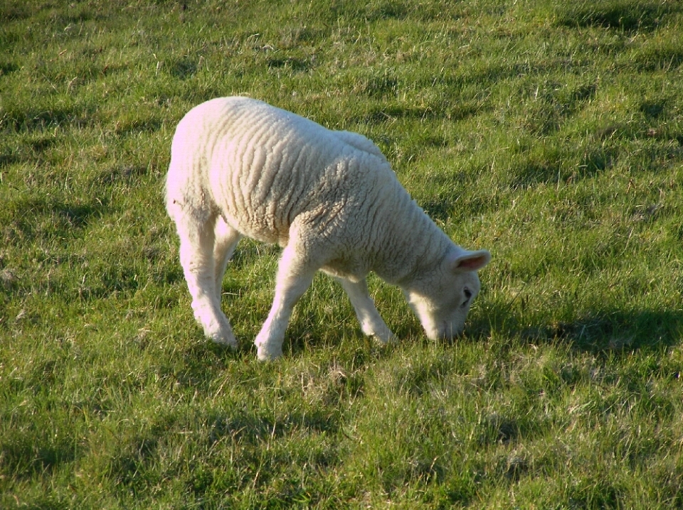 ... das Schaf  ist das achte Zeichen des chinesischen Tierkreises  und gilt als das Symbol für sozialen Aufstieg und Karriere