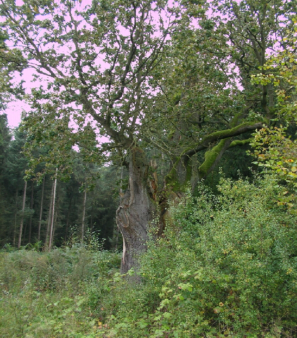 Birken - das chi [qi] mu flieen, 