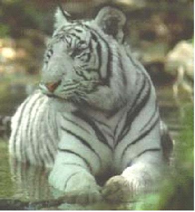 weiße Tiger
